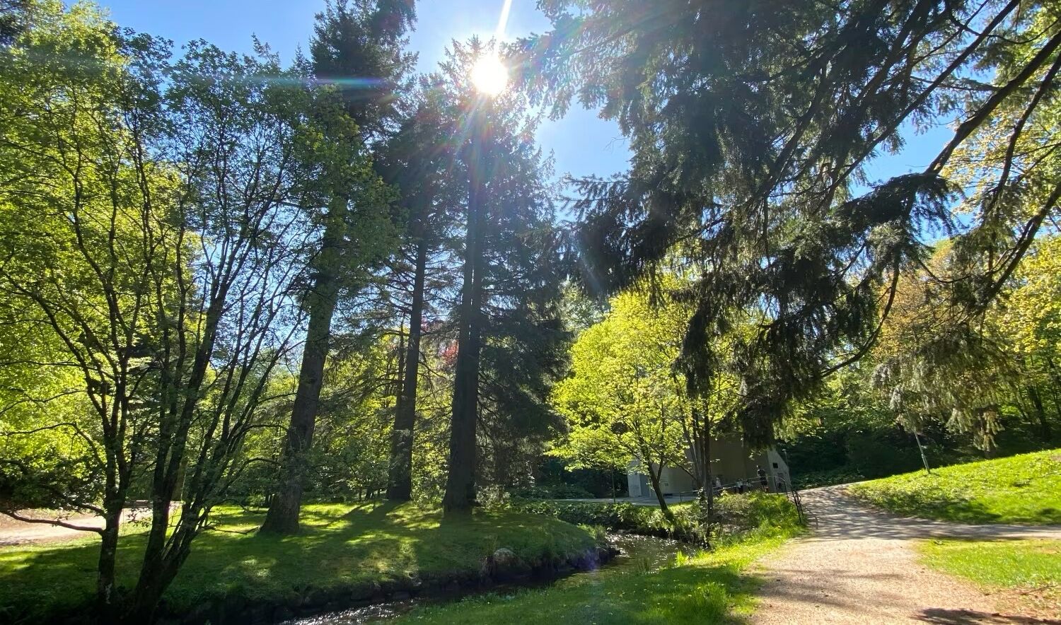 A forested area with a dirt path leading through it.
