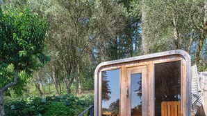 A wooden structure with a glass door, a staircase leading up to it, and surrounding greenery. - Luxury Healdsburg Retreat. Pool, Sauna, Hot Tub, Near Plaza, Tesla charger (Healdsburg)