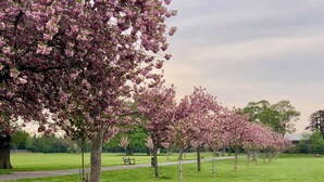 En park med körsbärsträd som står längs en stig.