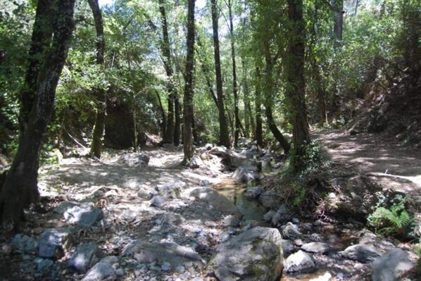 A forested area with a rocky stream bed and a dirt path.