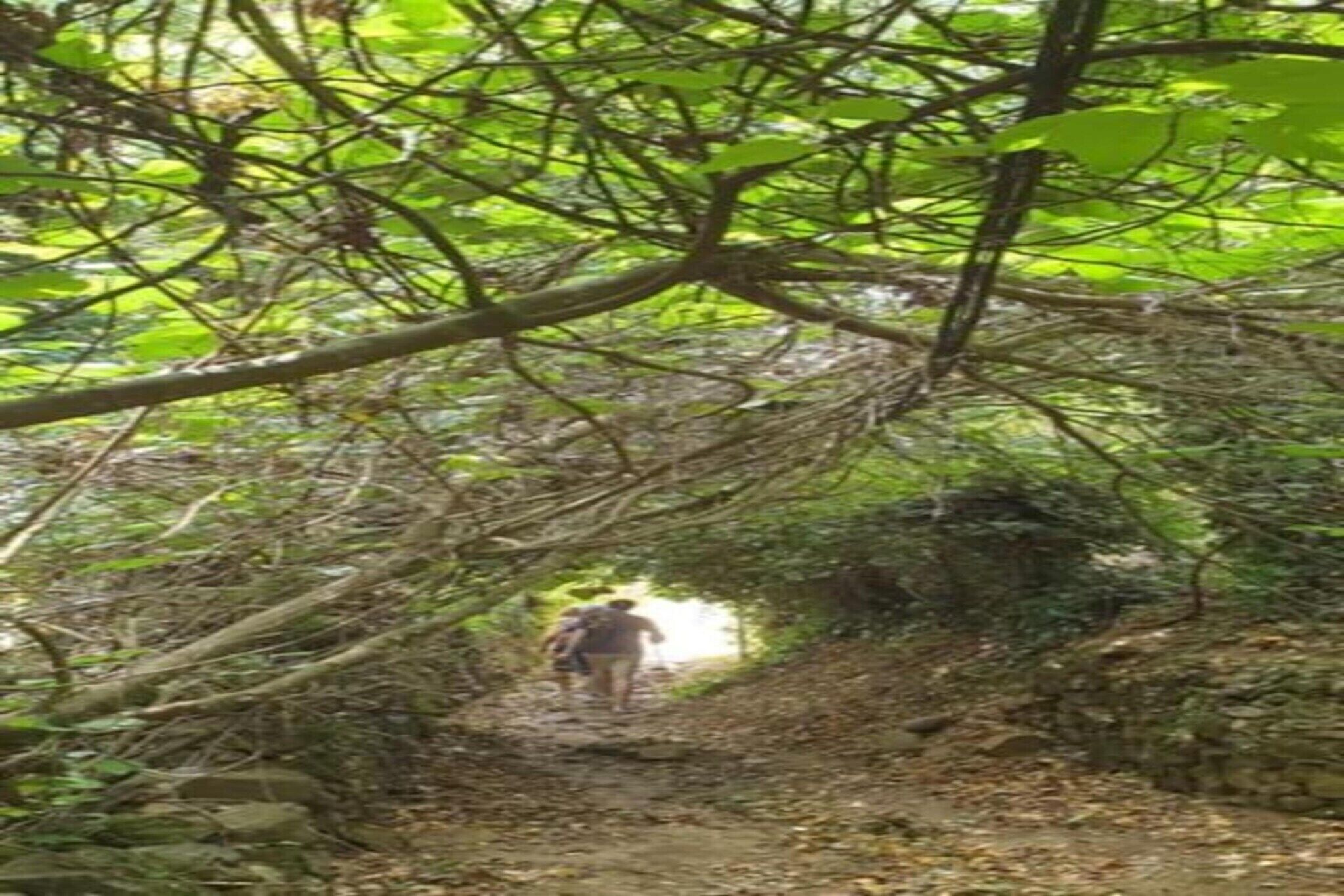 A narrow forest path with dense foliage overhead.