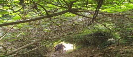 A narrow forest path with dense foliage overhead.