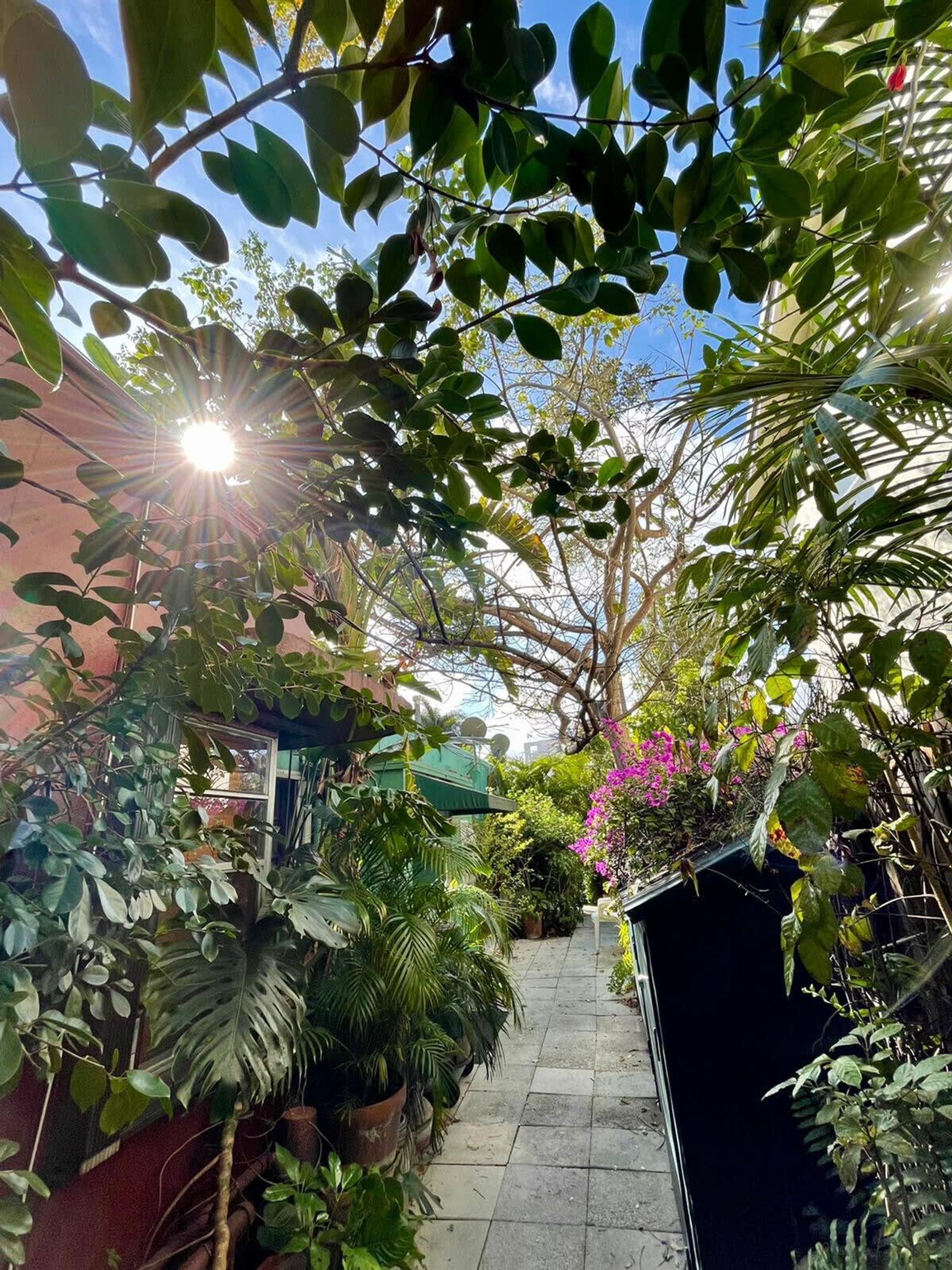 Un étroit sentier bordé d’une végétation luxuriante et de plantes en pot, qui mène à un bâtiment doté d’un toit végétalisé.