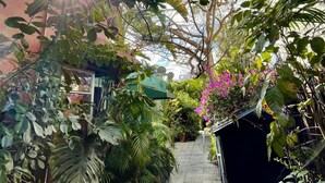 Un sendero estrecho bordeado de exuberante follaje y plantas en macetas, que conduce a un edificio con techo verde.