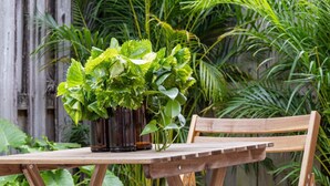 A wooden table with a potted plant in the center, surrounded by wooden chairs. - Morning Sunshine Sailboat Bend (Fort Lauderdale)