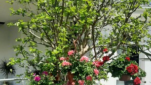Un arbre aux fleurs roses dans une cour.