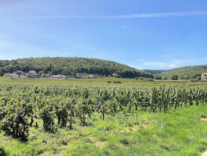 A vineyard with rows of grapevines, a hillside with houses, and a clear blue sky. - Hotel Les Deux Chevres Gevrey-Chambertin (Gevrey-Chambertin)
