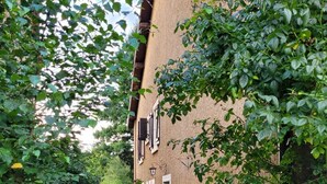 A garden with hydrangeas and ivy in front of a building with a textured wall and shutters.