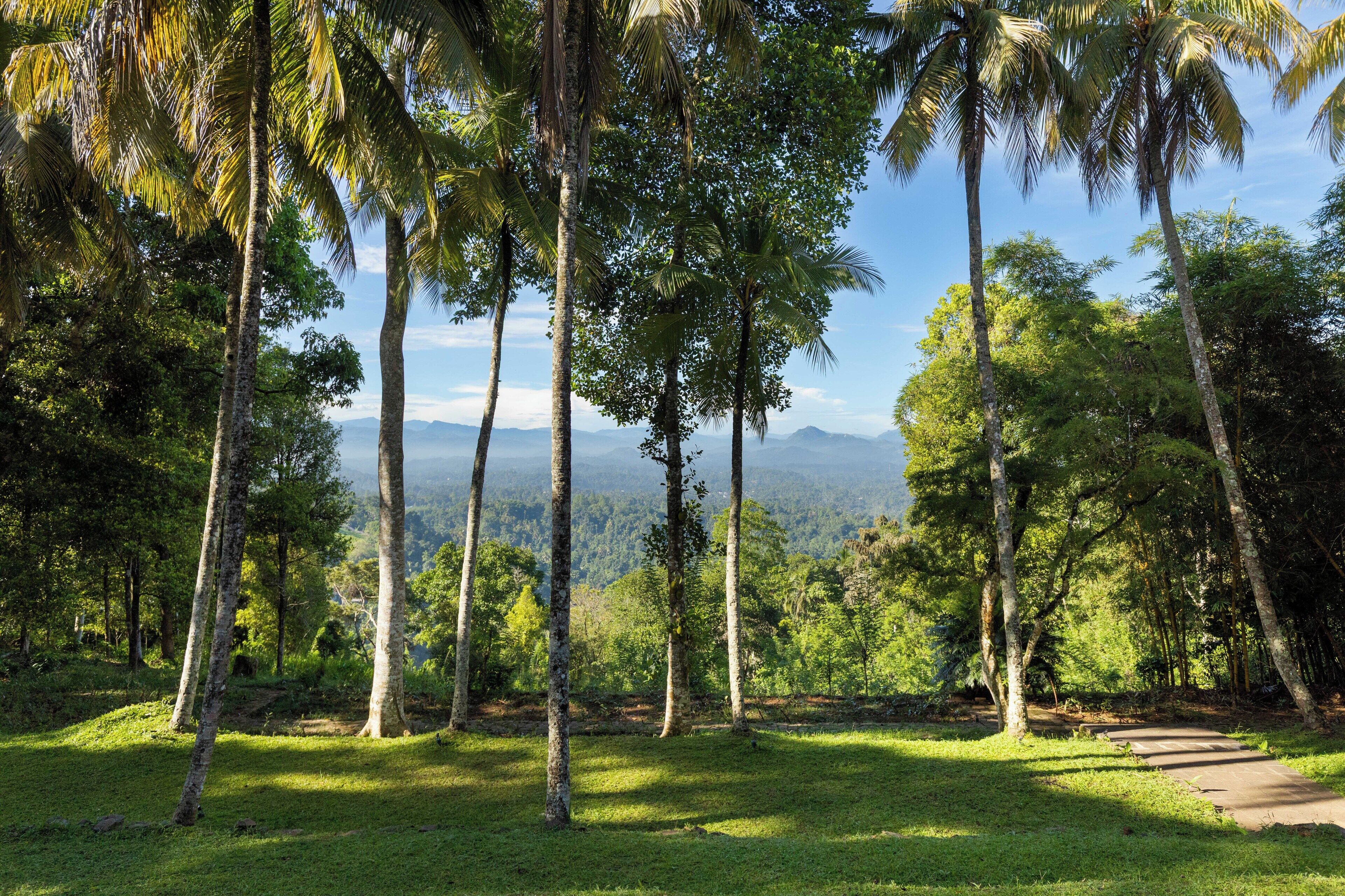 A pathway through a lush green landscape with tall trees and a view of distant mountains.