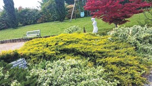 A garden with a bench, a statue, and a sign.