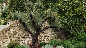 Un mur de pierre avec un arbre au centre, entouré de différentes plantes et d’une zone pavée.