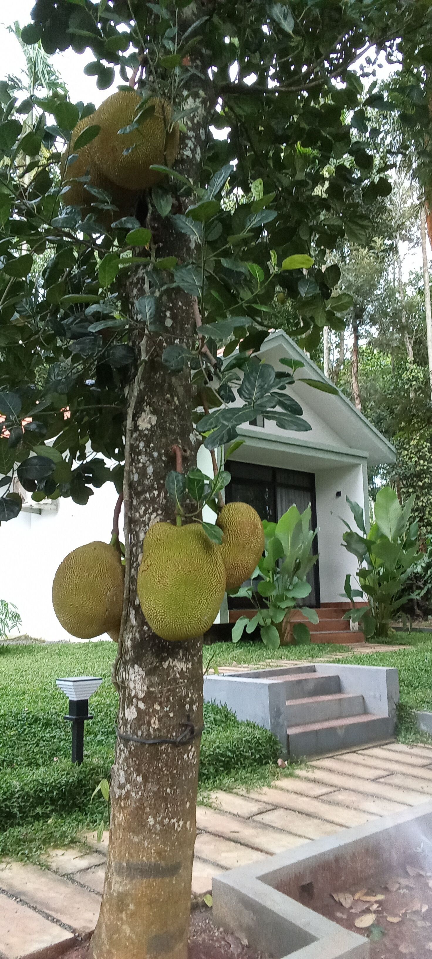 Un árbol con frutos grandes y redondos colgando de sus ramas, un sendero pavimentado y un edificio de fachada blanca al fondo.