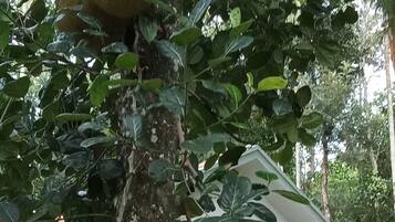 Un árbol con frutos grandes y redondos colgando de sus ramas, un sendero pavimentado y un edificio de fachada blanca al fondo.