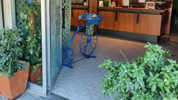 A bar area with a wooden counter, a blue bicycle, and potted plants.