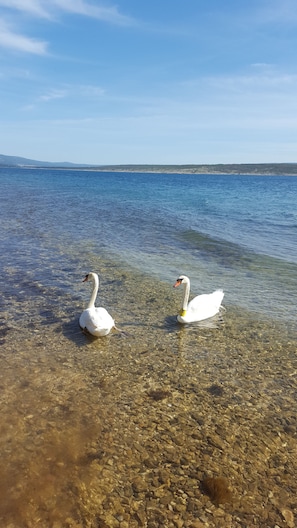 Beach - Vacation home Nella, directly by the sea (Maslenica)