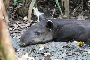 Safari - Maze Lodge (Puerto Jiménez)
