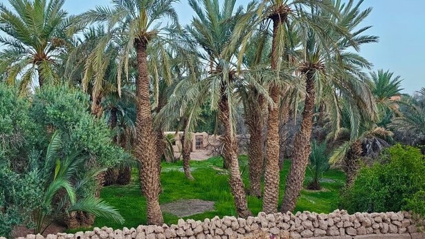 A view of palm trees and a stone wall.