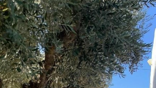 Un cortile con un albero, scale che conducono a un edificio con porte blu e posti a sedere all'aperto.