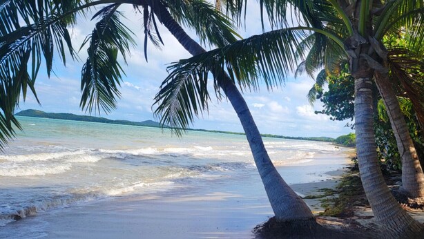 Una spiaggia con palme e vista sull'oceano.