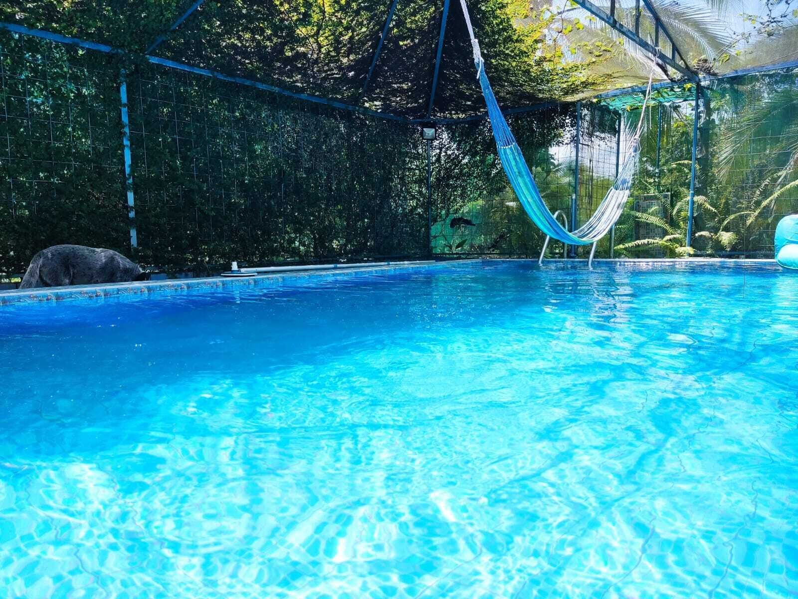 Ein klares, blaues Schwimmbecken mit einer Hängematte und einem grauen Gehege im Hintergrund.