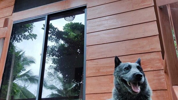 Un chien est assis sur un banc en bois devant un bâtiment dont la grande fenêtre reflète les arbres et le ciel.