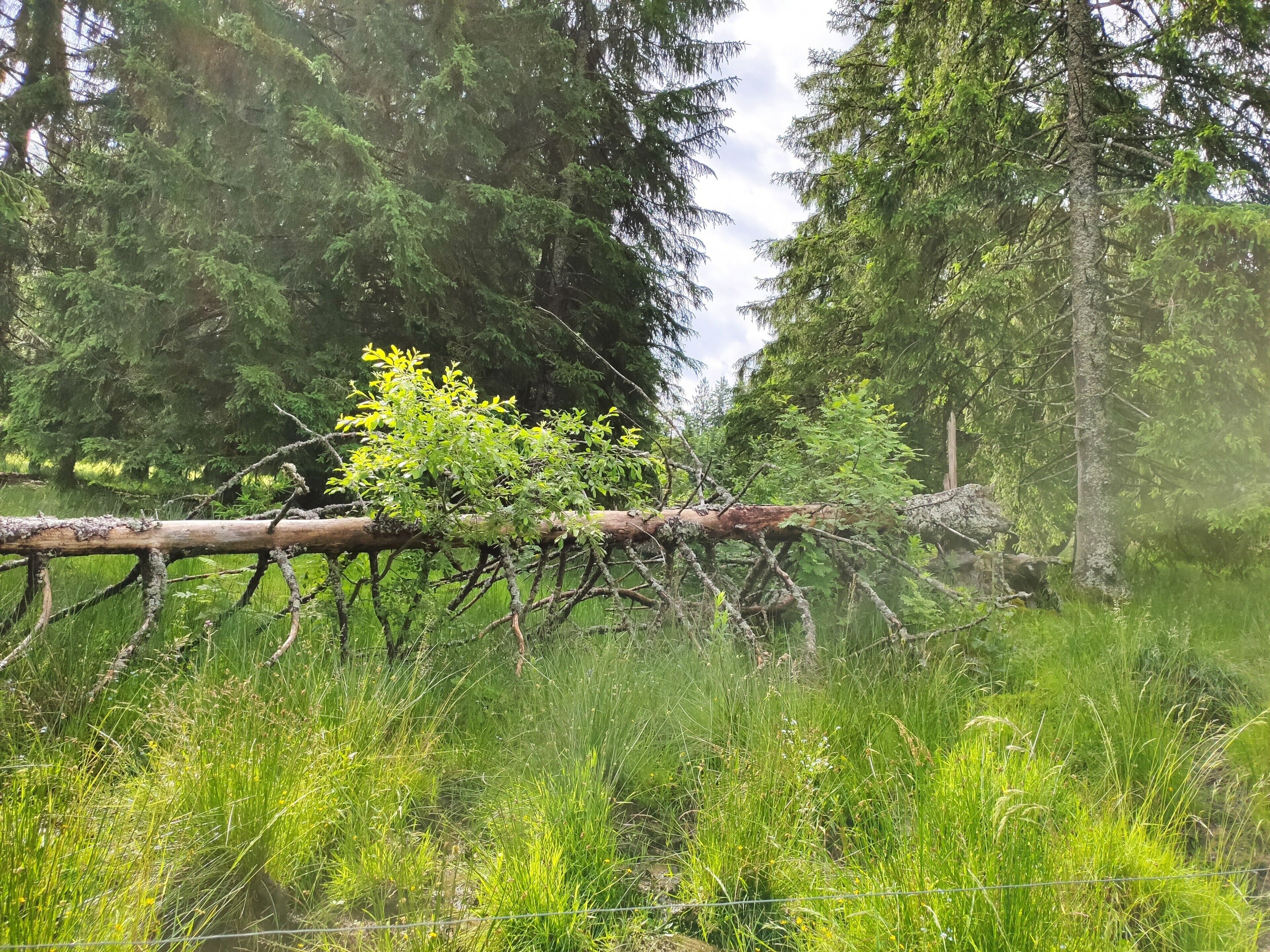A fallen tree in a grassy area with dense forest in the background.