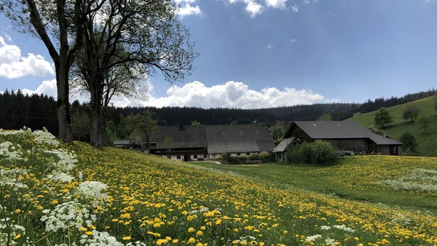 Un paisaje rural con un campo de flores amarillas y blancas, un gran árbol y un edificio tradicional de techo inclinado.