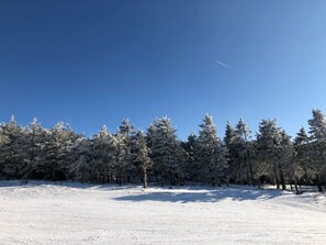 Un paysage enneigé, avec un ciel bleu dégagé et une rangée d’arbres à feuilles persistantes.