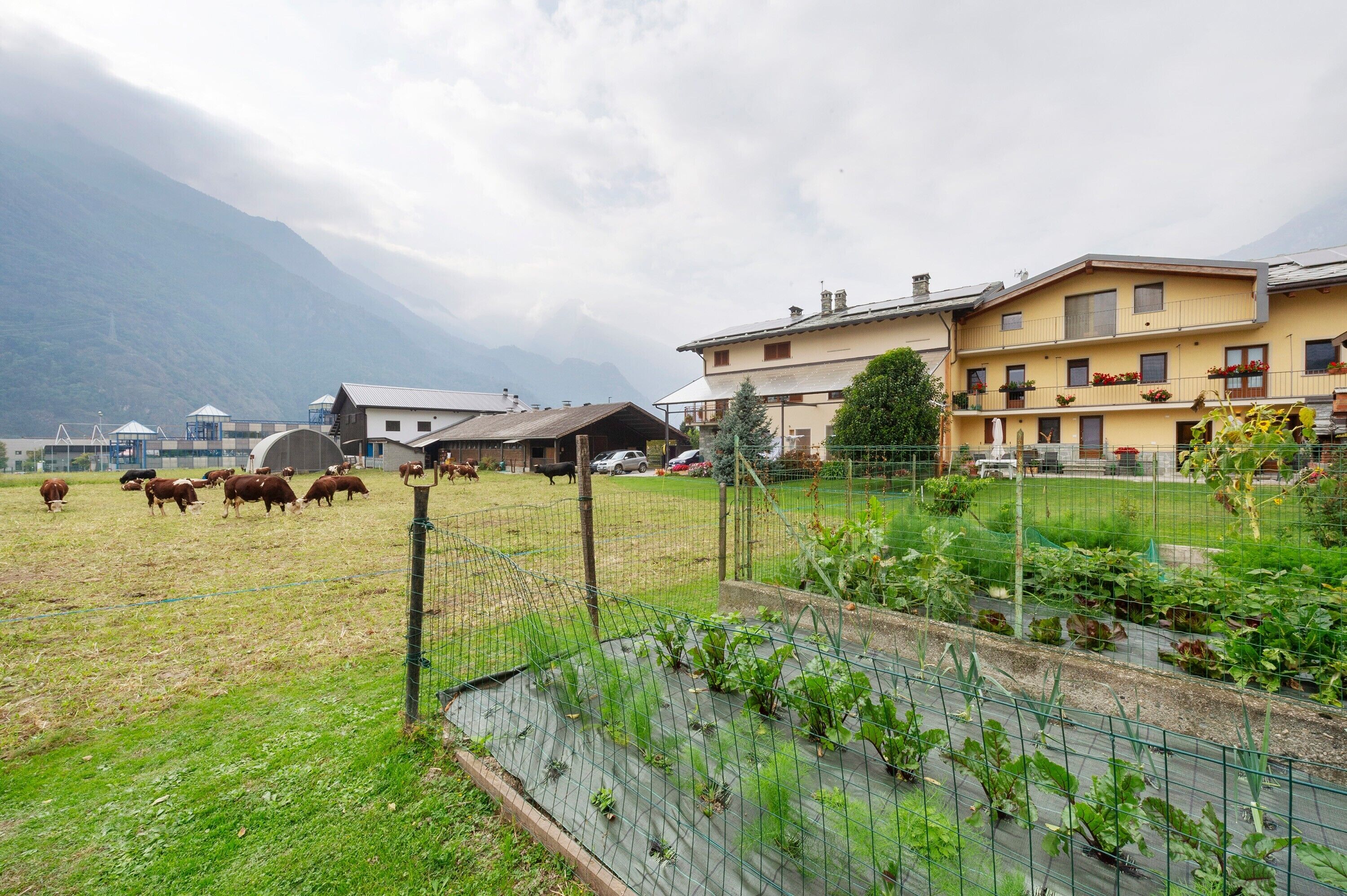 A rural setting with a fenced field, cows, and a building with balconies.