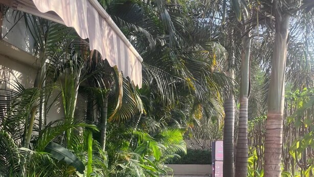 A pathway lined with tropical plants and a wooden chair, leading to a building with a striped awning.