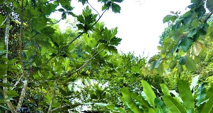 Jungle Like Oasis in San Ignacio - Secluded Cabaña Retreat Close To Mayan Ruins