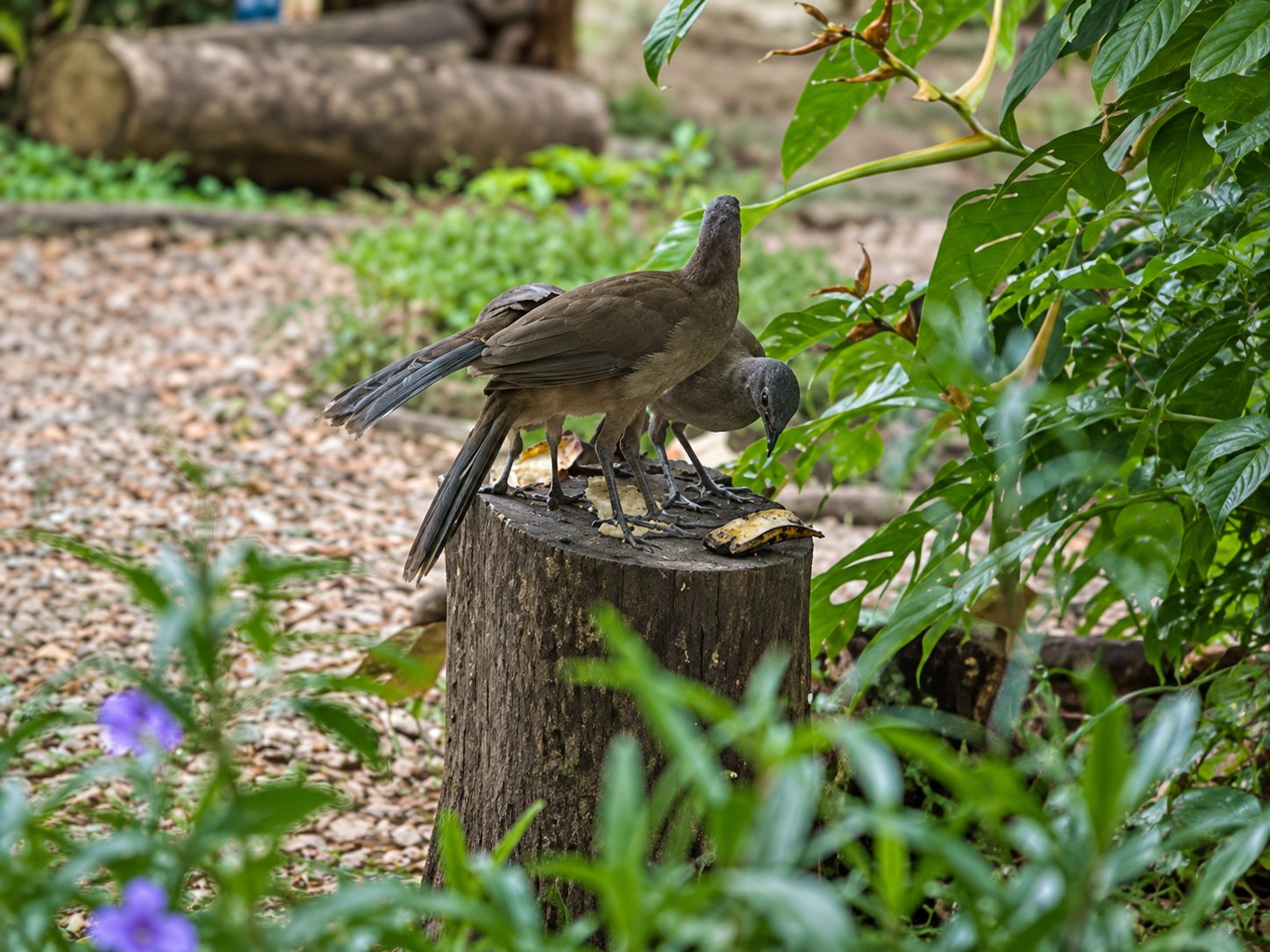Un oiseau était perché sur une souche en bois, entourée de verdure.