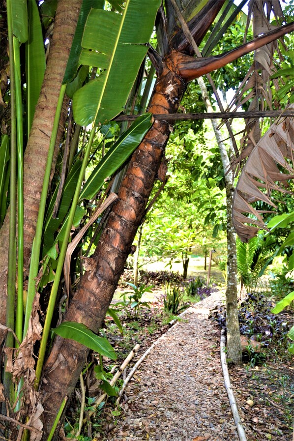 A pathway surrounded by tropical vegetation and a tree trunk.