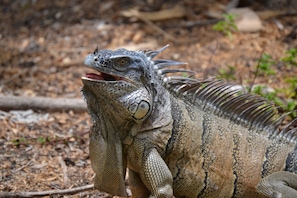A close-up of a large reptile with a textured skin and prominent scales.