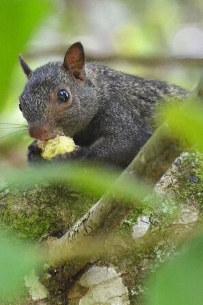 A squirrel eating food near a tree branch.