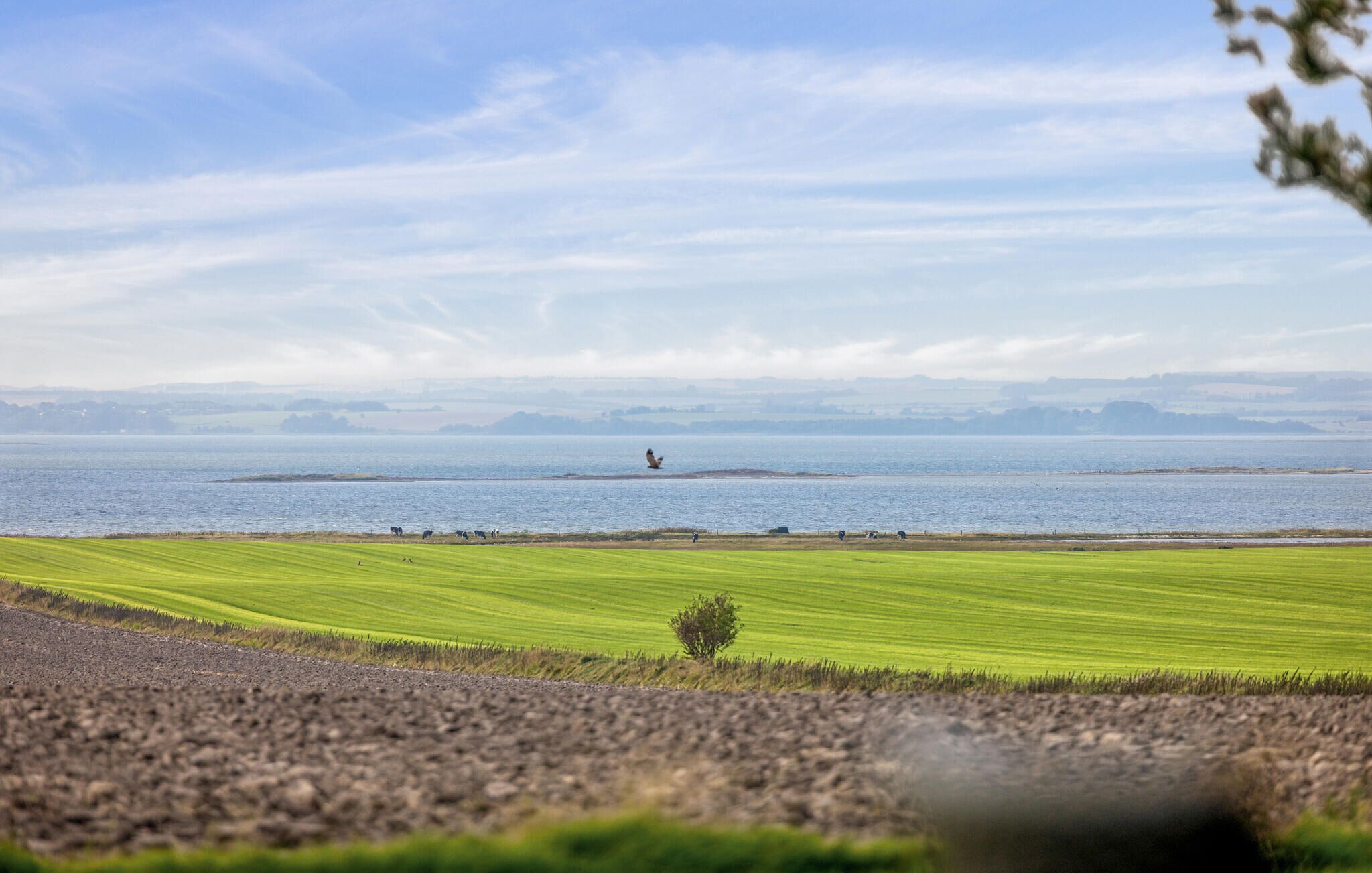 A coastal landscape with a grassy field, a body of water, and distant hills.