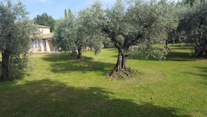 A property with a well-maintained lawn, several olive trees, and a building with a tiled roof. - Douceur Des Mées (Les Mees)
