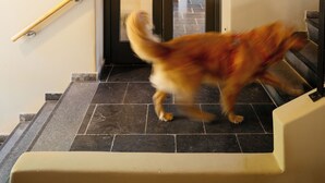 A dog running up a staircase with a mounted deer head on the wall above the door. - Blanckthys Hotel (Voeren)