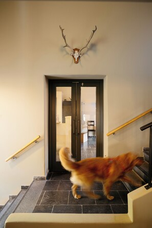 A dog running up a staircase with a mounted deer head on the wall above the door. - Blanckthys Hotel (Voeren)