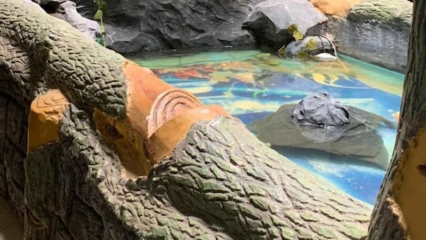 A rock formation with a small pool and a wooden door in the background. - HOTEL GUIKO PALACE (Yaoundé)
