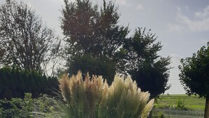 Un espace verdoyant bien entretenu, agrémenté de diverses plantes et arbres, notamment de hautes herbes, et avec une clôture en bois peinte en blanc en arrière-plan.
