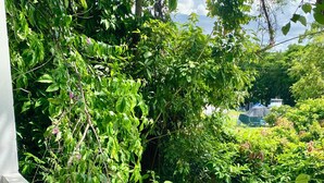 Ein üppiger Garten mit dichtem Grün und einem Wellblechdach.