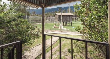 Sleep Whiskers Away From the Lions and " Feel " Them Roar! Cabin 1