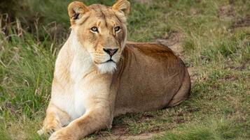 Cabin, 1 phòng ngủ, hút thuốc, ban công | Khác