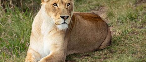 A lion lying on grass.