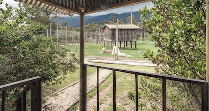 Sleep Whiskers Away From the Lions and " Feel " Them Roar! Cabin 2