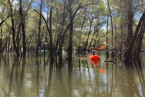 Una persona remando en kayak por un bosque inundado.