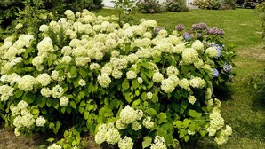 A white house with a grey roof, surrounded by lush greenery and white hydrangea bushes. - Welcome to Owl House - Your Coastal Retreat in East Boothbay! (Boothbay)
