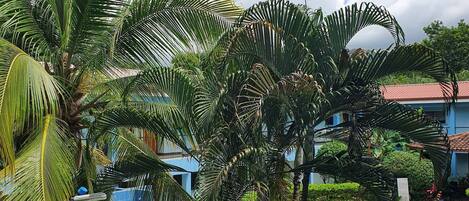 Appartement, 1 chambre | Piscine | Piscine extérieure