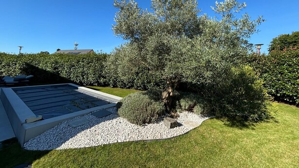 A well-maintained garden with a large olive tree, a swimming pool, and a stone pathway. - Contemporary family home with outdoor pool and garden (Prinquiau)